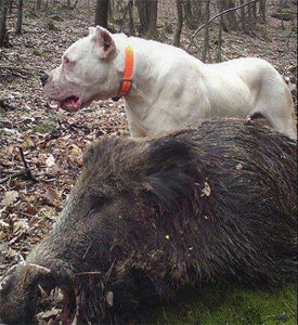 Feral Hogs using Dogs